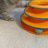 Playing Tower for Pet (Multicolor)